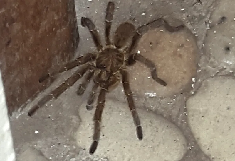 20791 tarantula enclosure