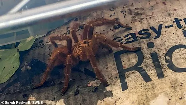20791 tarantula habitat