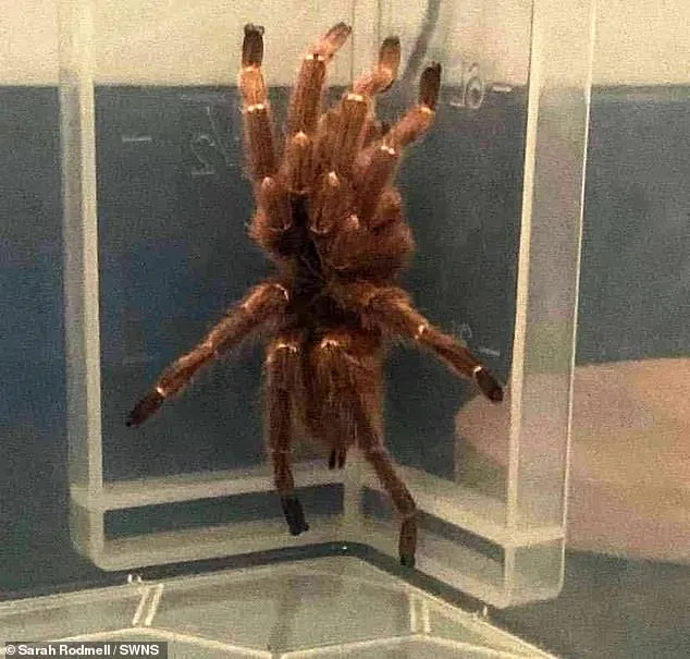 20791 tarantula species