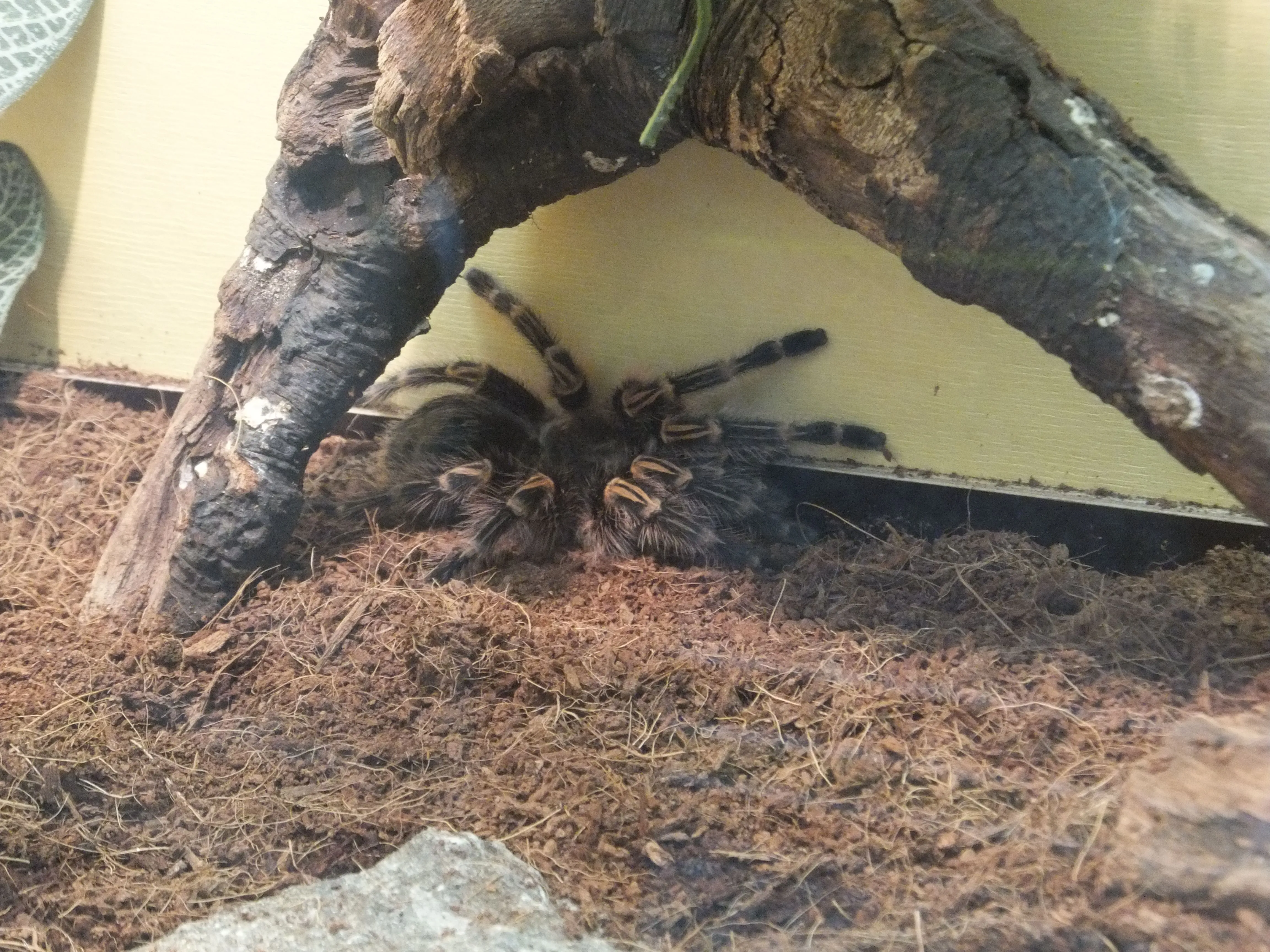 20794 tarantula enclosure