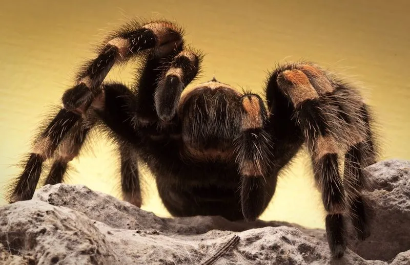 /img/20795-tarantula-conservation.webp