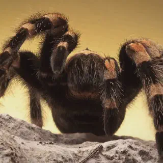 /img/20795-tarantula-conservation.webp