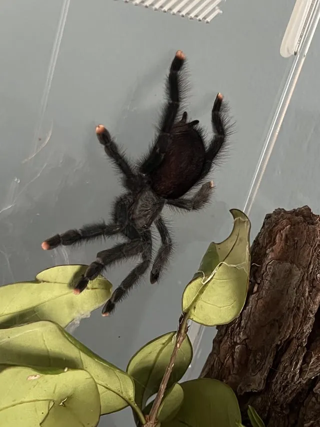 20797 allergic reaction tarantula