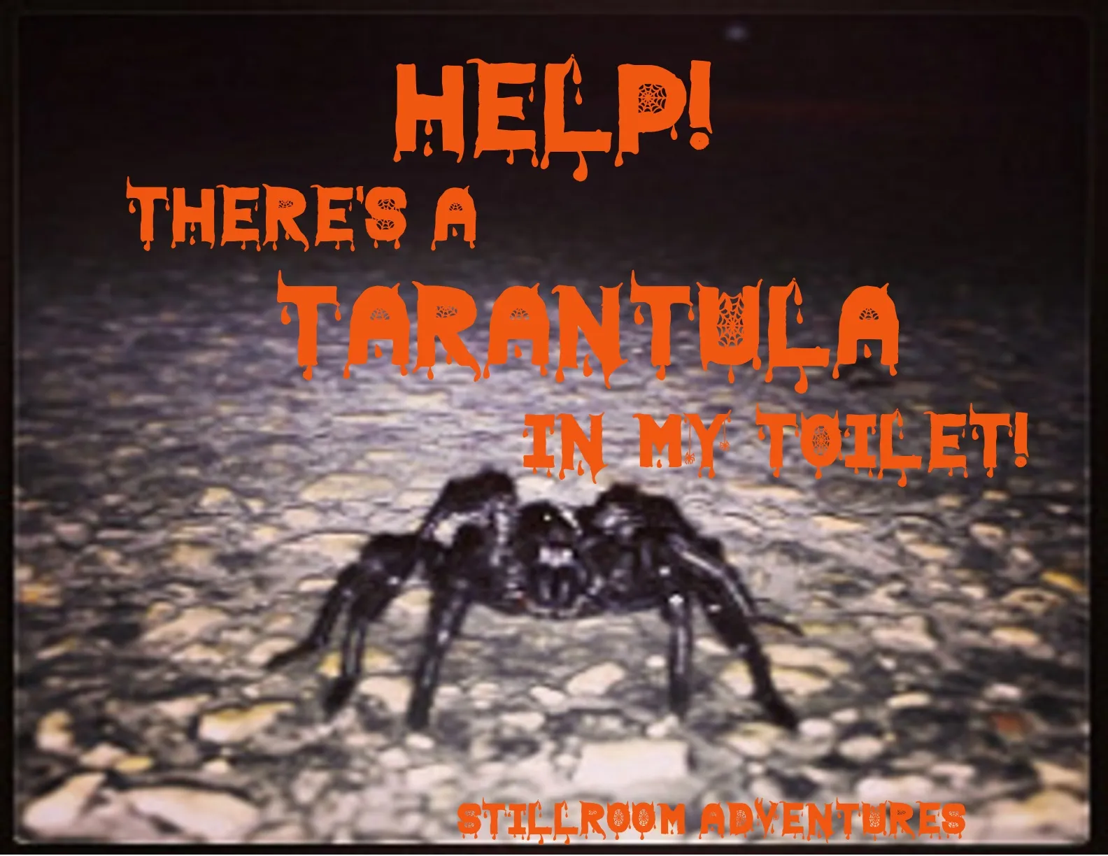 20797 cleaning tarantula poop
