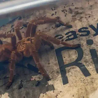 /img/20797-handling-tarantula-safely.webp
