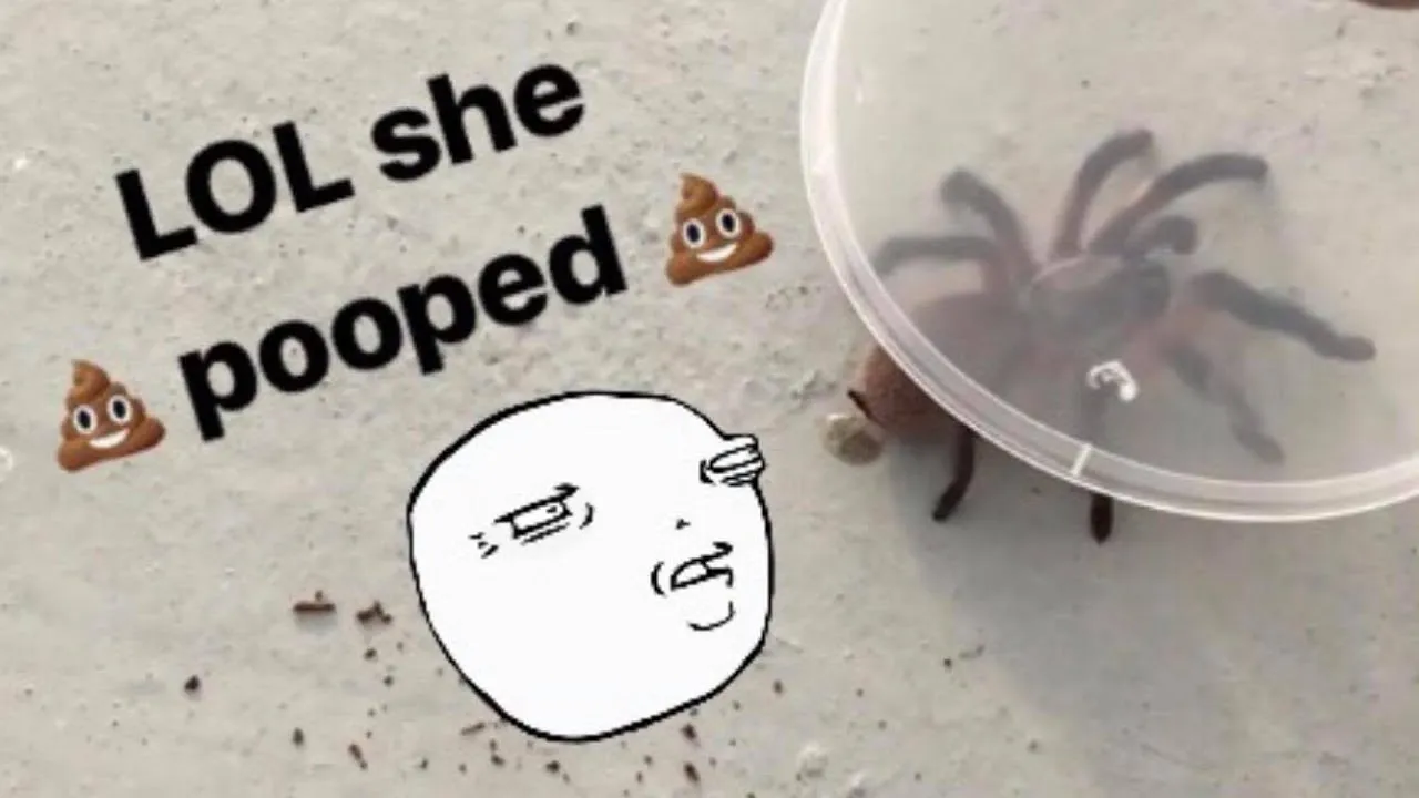 20797 safe distance from tarantula