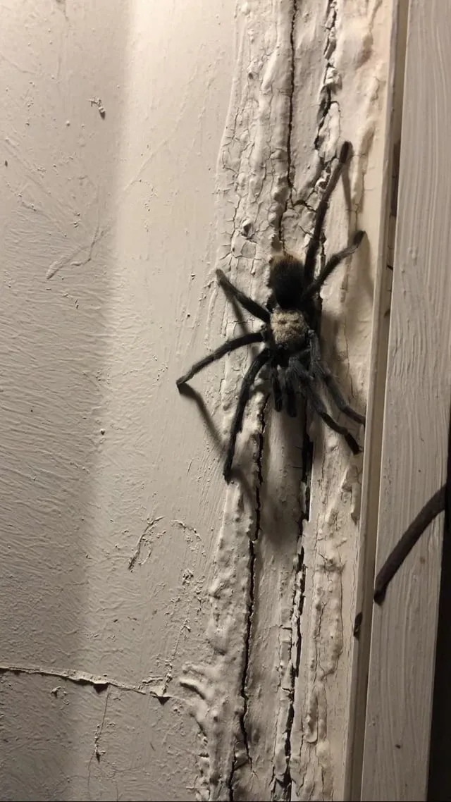20797 tarantula behavior