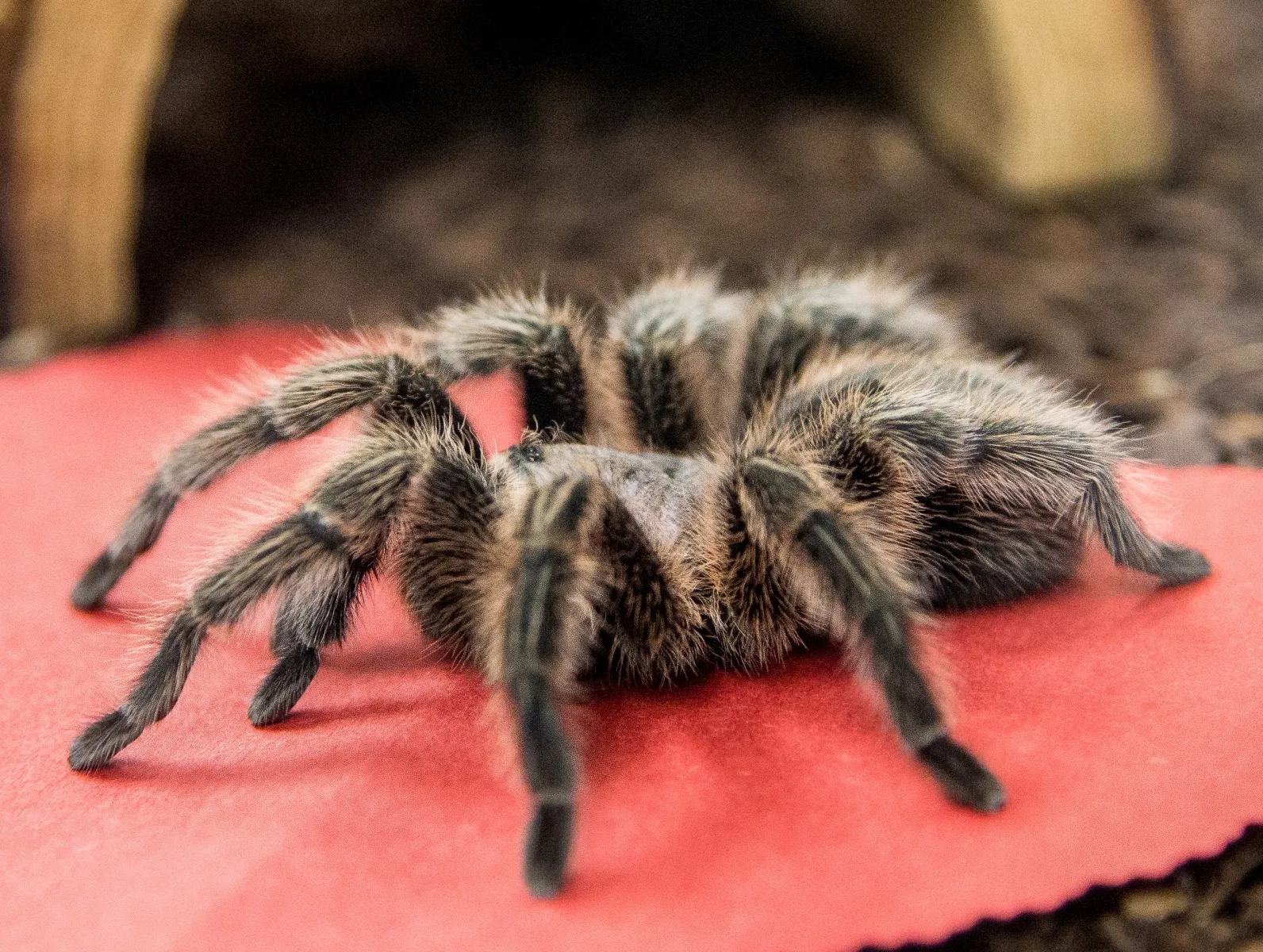 20798 schultz tarantula breeding