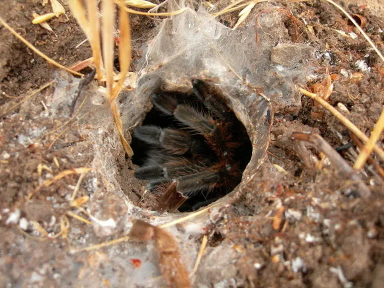 20798 schultz tarantula feeding