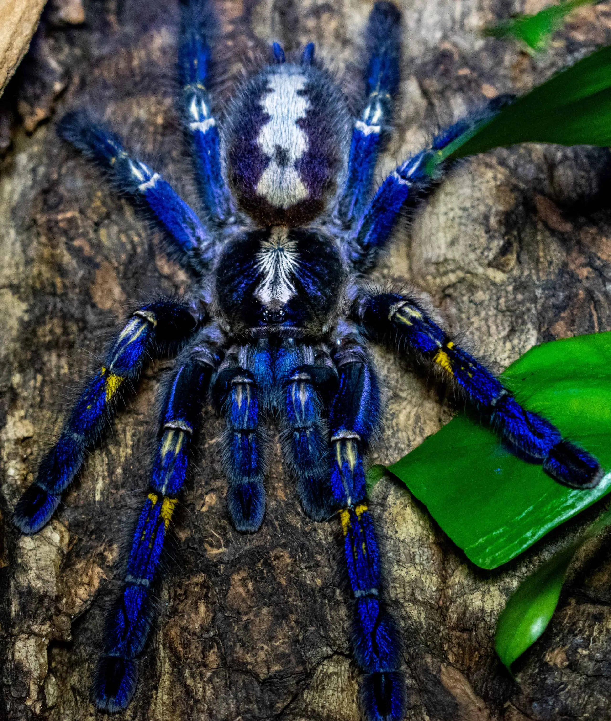 20798 schultz tarantula handling