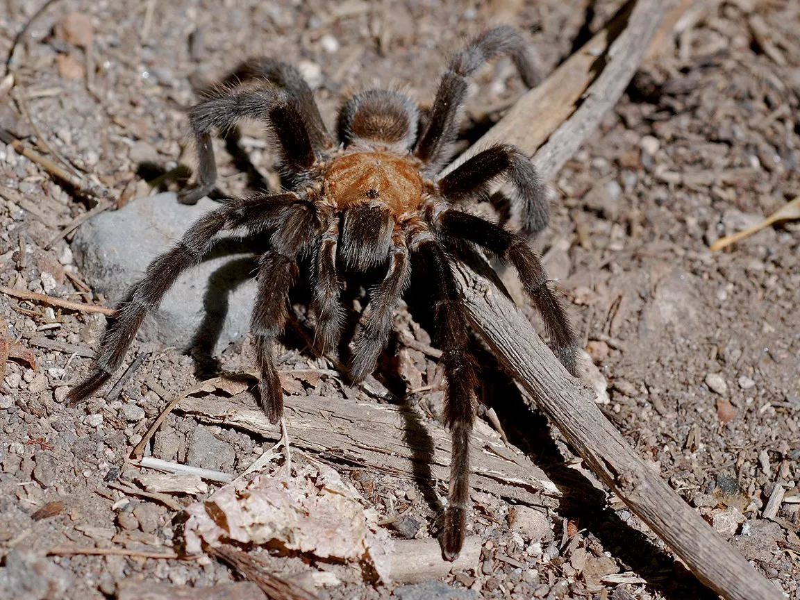 20798 schultz tarantula health