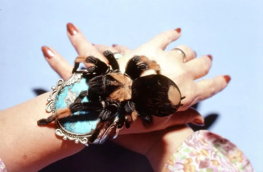 /img/20798-schultz-tarantula-spiderlings.webp