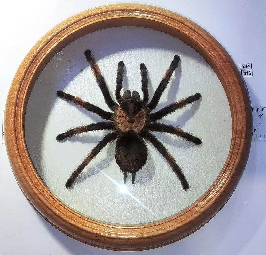 20800 red footed tarantula enclosure