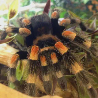 /img/20800-red-footed-tarantula-handling.webp