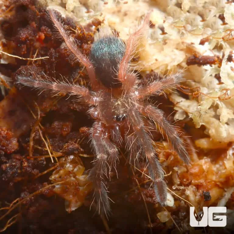 20800 red footed tarantula humidity