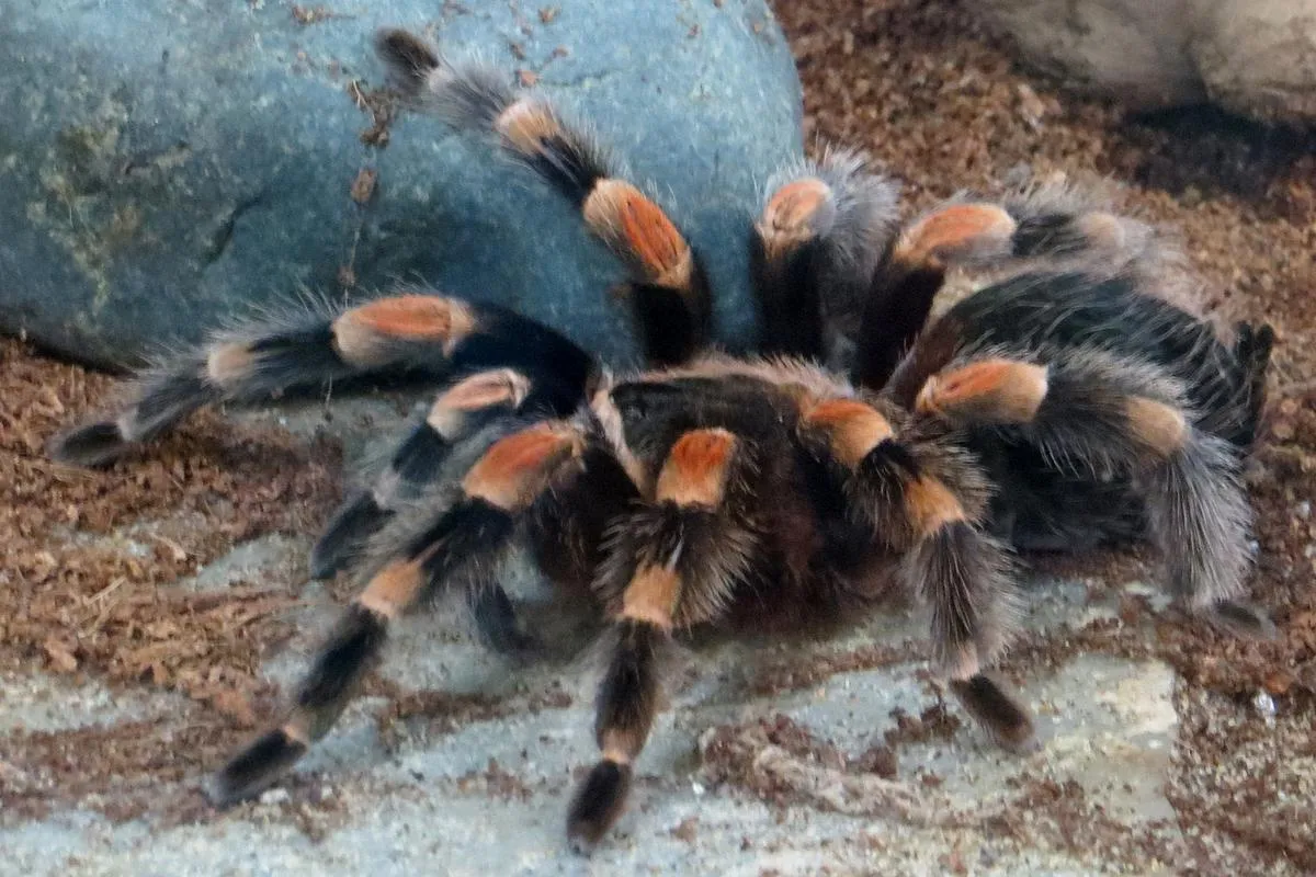 20800 red footed tarantula substrate