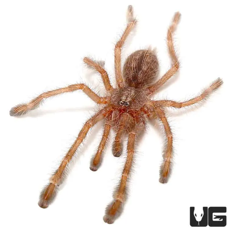 20800 red footed tarantula water