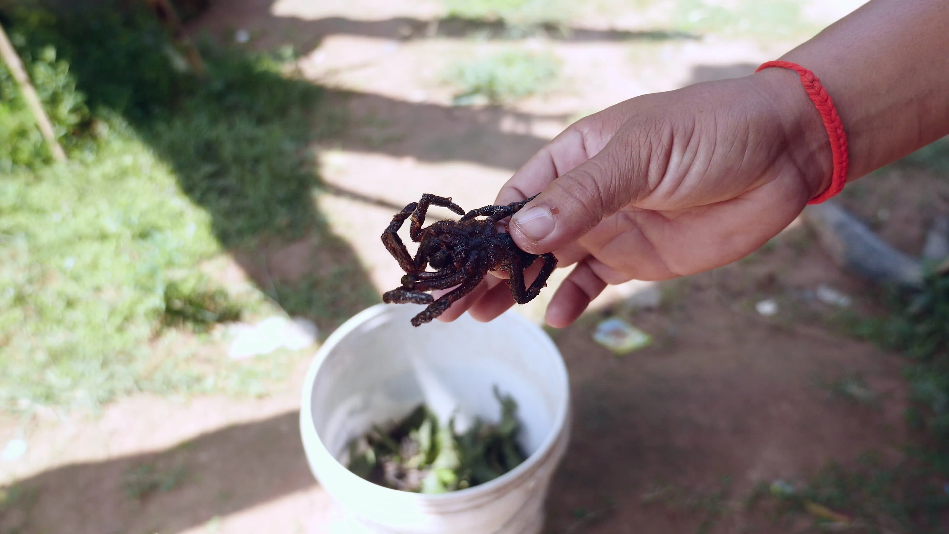20801 seasoning tarantulas