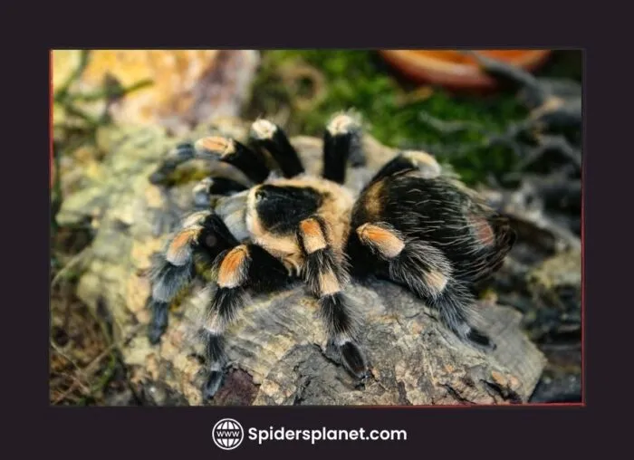20802 healthy tarantula