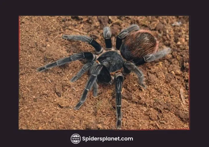 /img/20802-tarantula-eating.webp