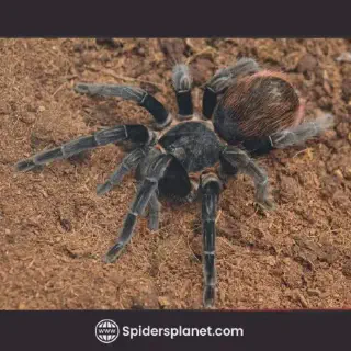/img/20802-tarantula-eating.webp