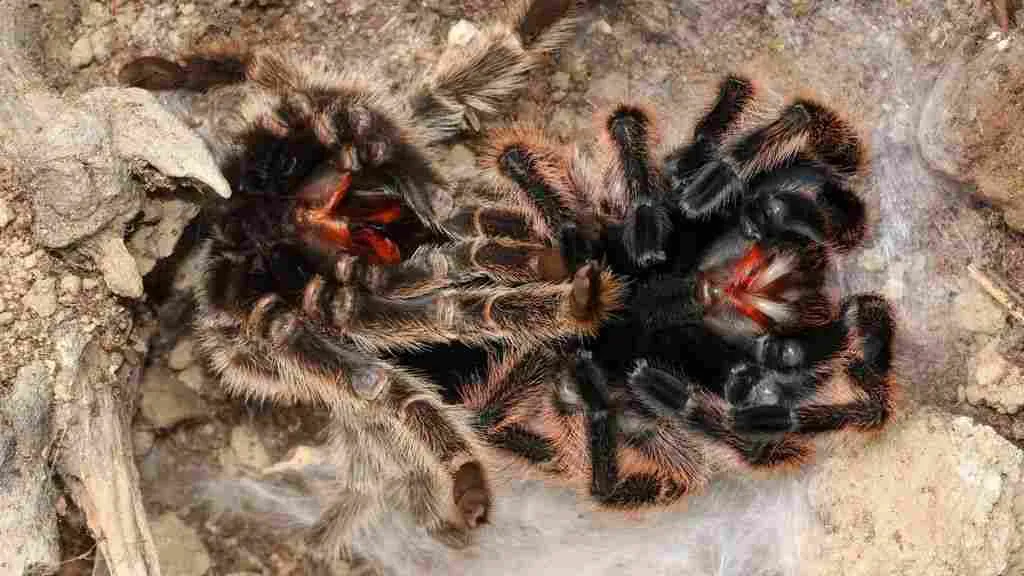 20802 tarantula enclosure