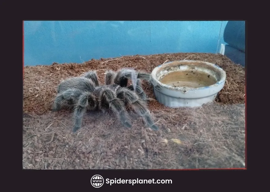 20802 tarantula feeding