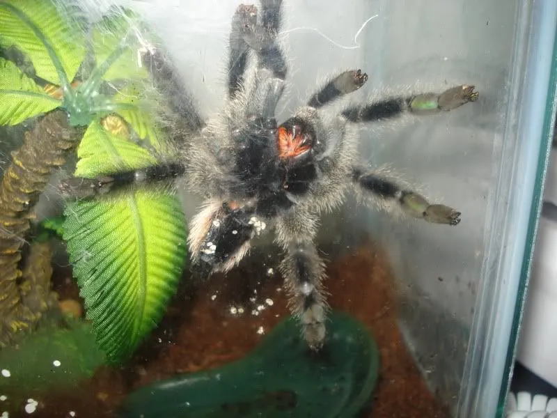 20802 tarantula stress