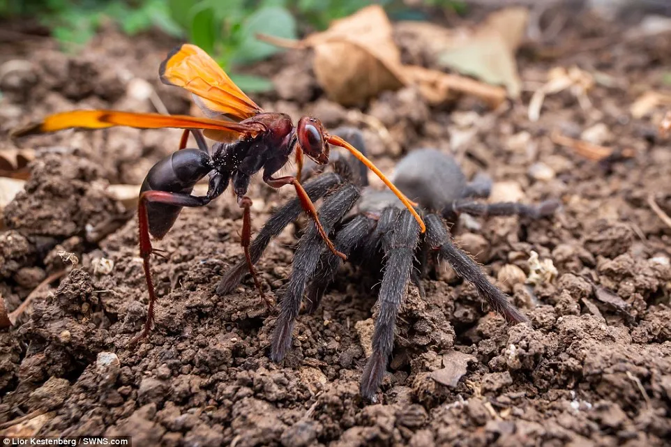 20803 hornet species