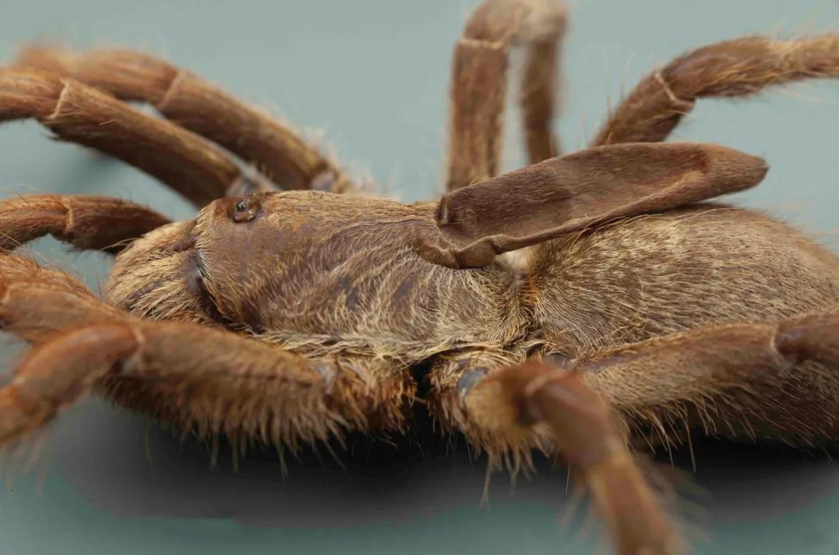 20803 tarantula defensive pose