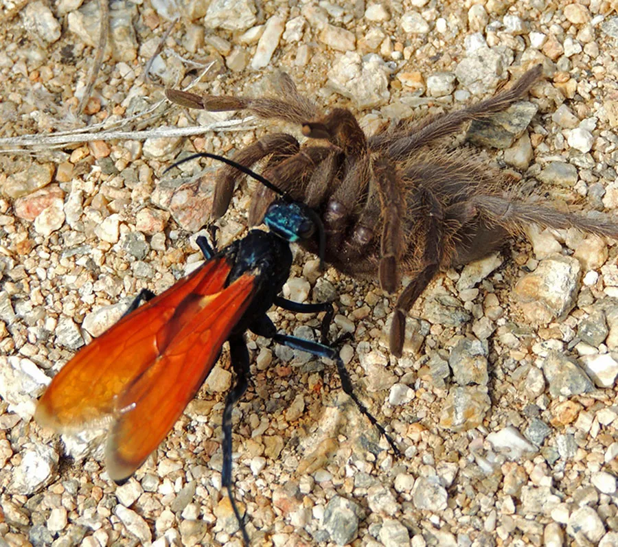 /img/20803-tarantula-species.webp