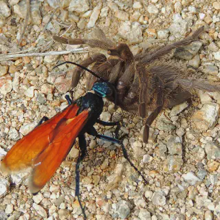 /img/20803-tarantula-species.webp