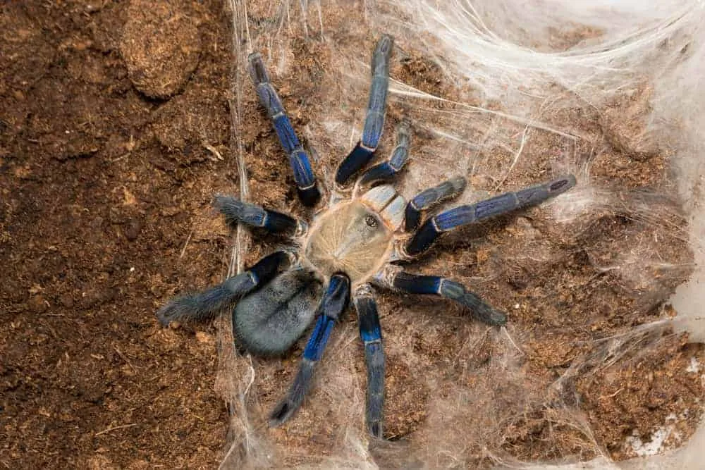 20804 cobalt blue tarantula feeding
