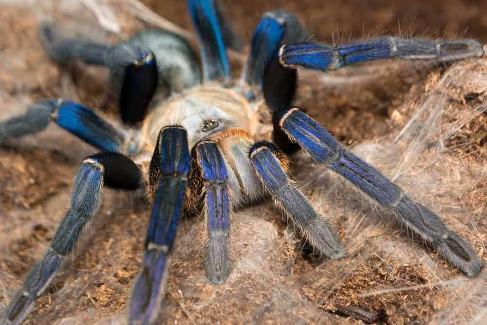 /img/20804-cobalt-blue-tarantula-handling.webp