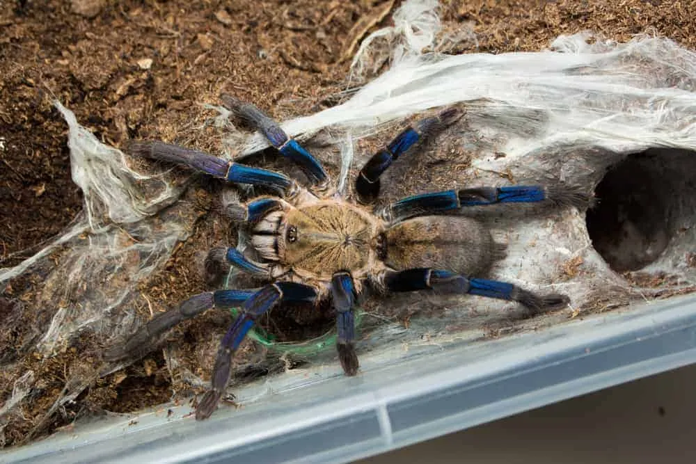 20804 cobalt blue tarantula housing