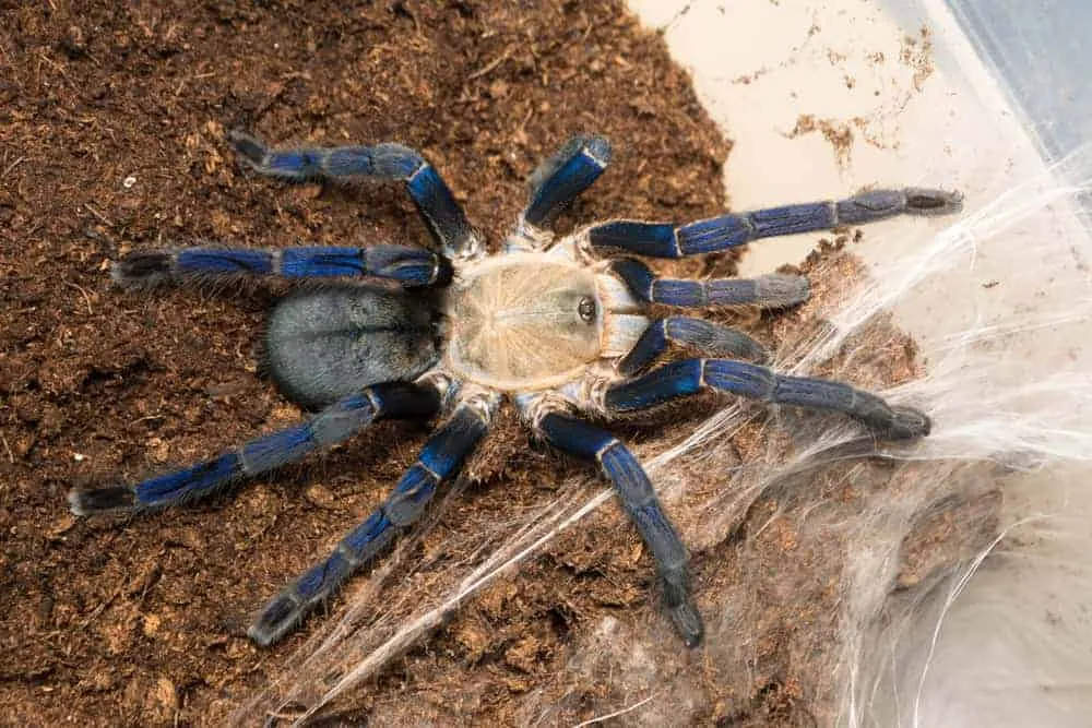 20804 cobalt blue tarantula size comparison