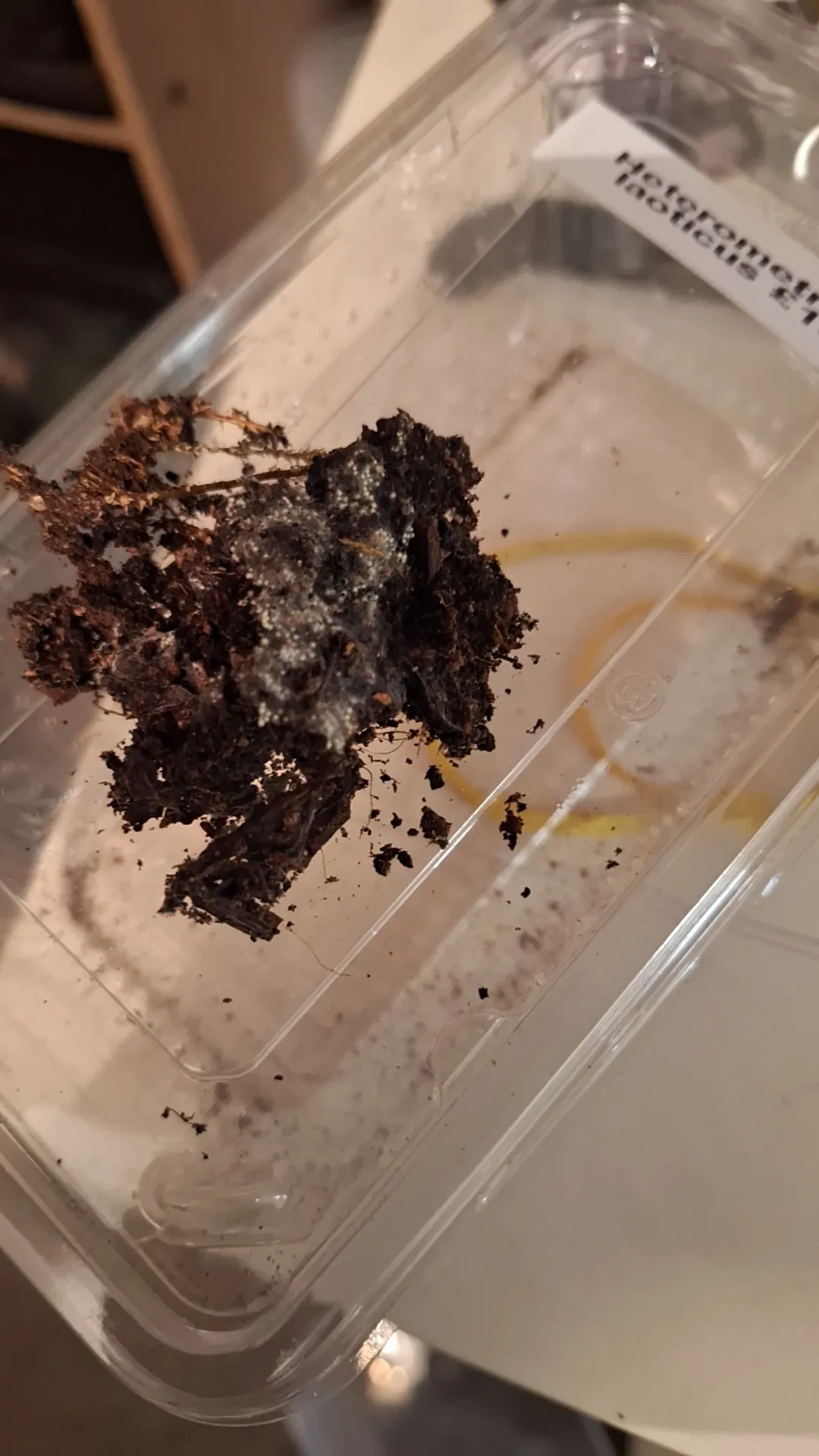 20805 high humidity tarantula