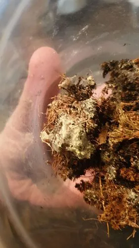 20805 poor ventilation tarantula