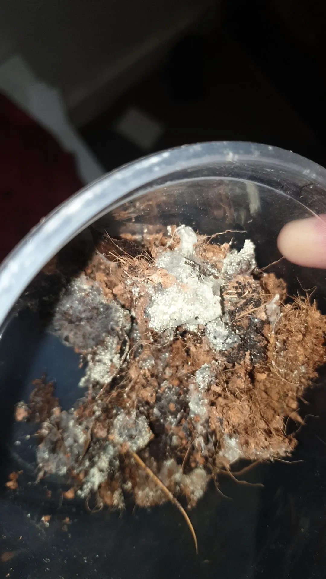 20805 tarantula enclosure mold overview