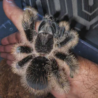 /img/20807-curly-hair-tarantula-mistakes.webp