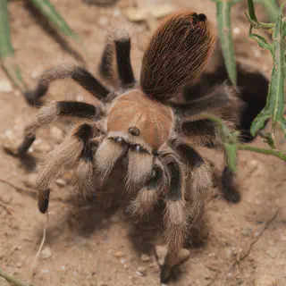 /img/20808-tarantula-close-up.webp