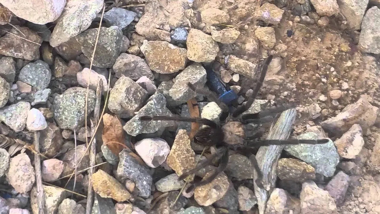 20809 blue tarantula handling