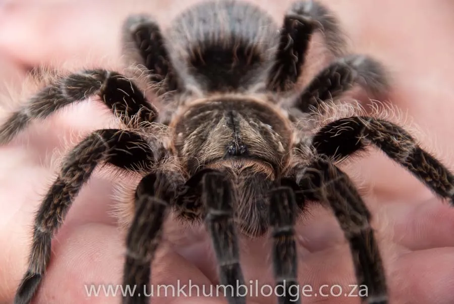 20810 tarantula enclosure temperature
