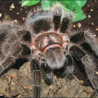 /img/20810-tarantula-health-check.webp