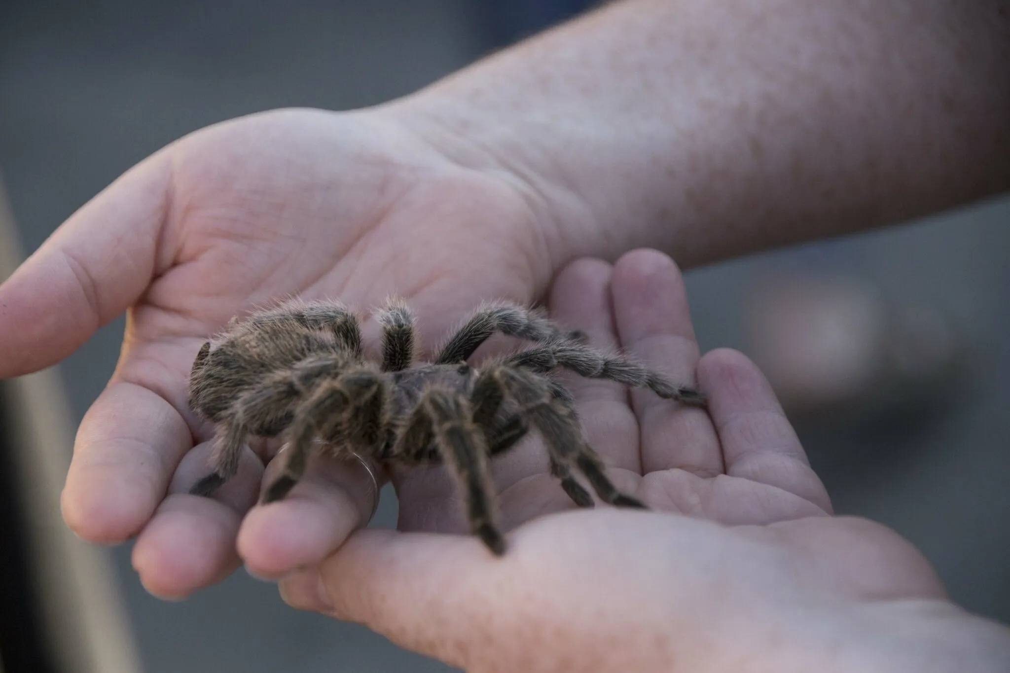 20813 tarantula enzymes role