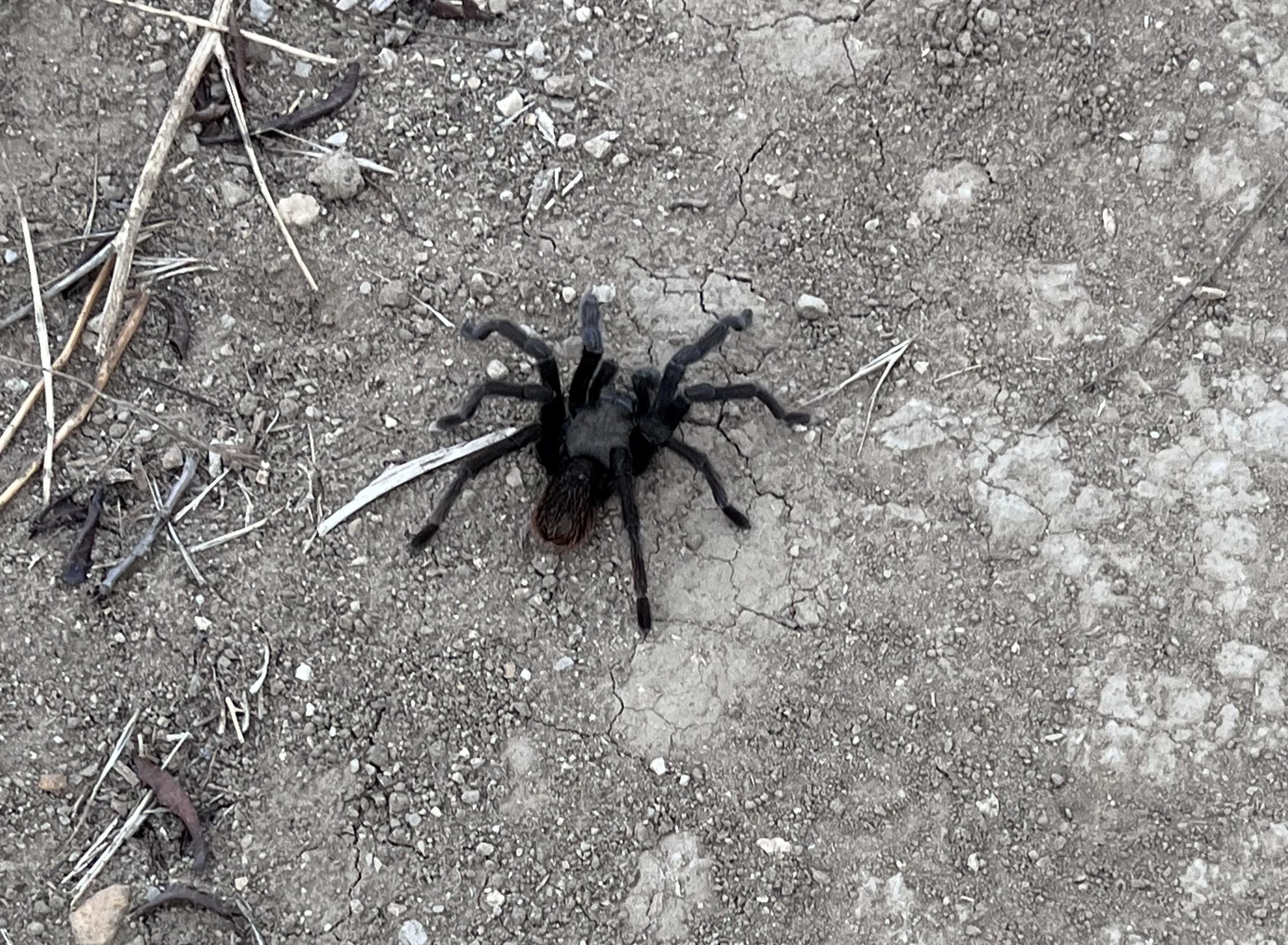 20813 tarantula first aid