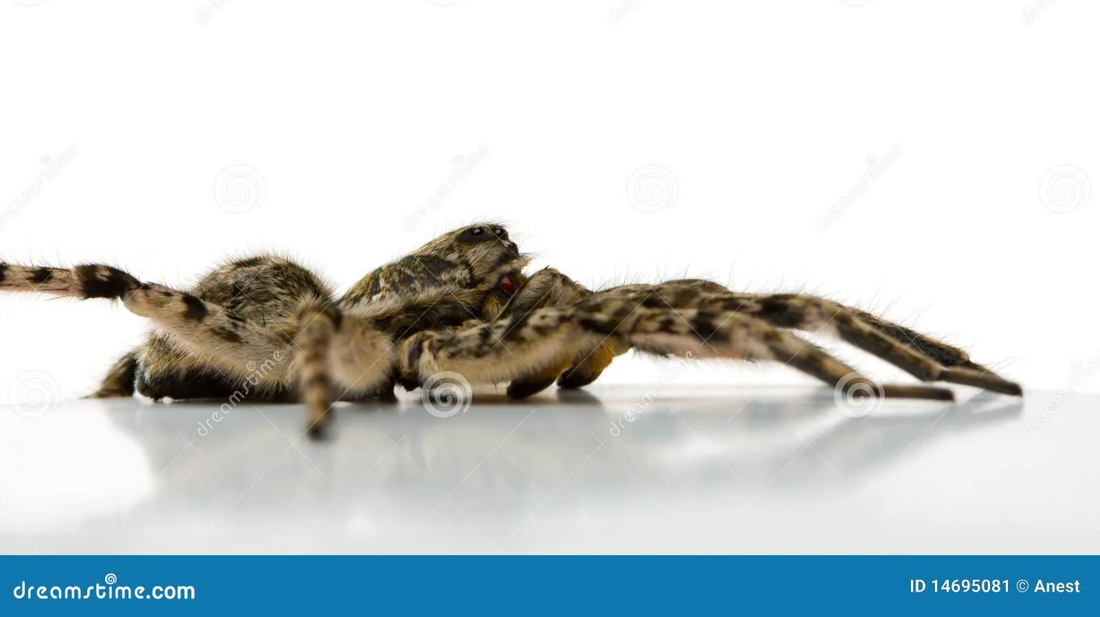20813 tarantula venom composition