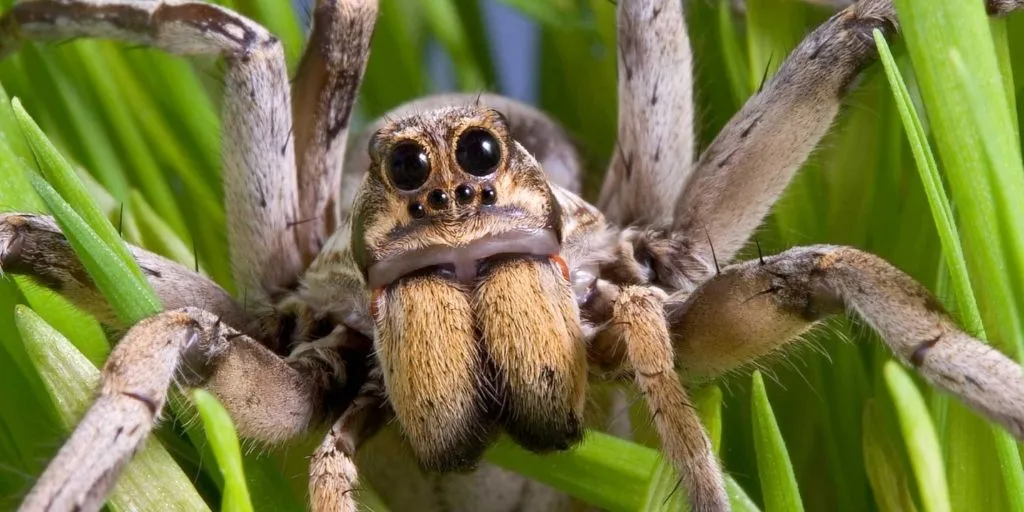 /img/20813-tarantula-venom-research.webp