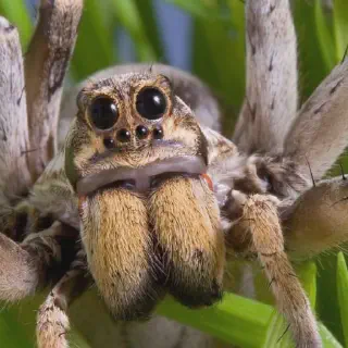 /img/20813-tarantula-venom-research.webp