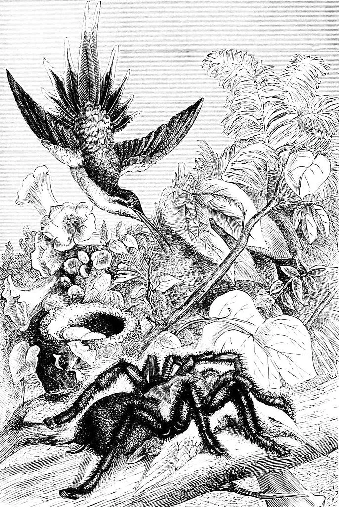 20815 bird eating tarantula burrow
